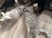 Adorable Male Tabby Kittens Looking for Their Forever Home 12 weeks old