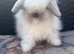 Mini lion lop seal point girl