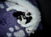 Persian kittens. Beautiful doll faced