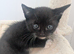 Gorgeous kittens for sale ️