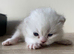 GCCF Registered Silver British Shorthair Kittens