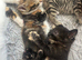Kittens