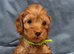 F1 Cockapoo puppies fully DNA tested parents