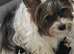 biewer terrier puppies ( small)