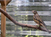 pair Mistle thrushes