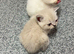 Last 2 Himalayan X Chinchilla Persian Kittens Looking for a home