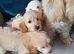 Gorgeous Cockapoo pups