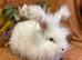 Angora doe