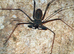 Giant Tailless Whip Scorpion (Damon johnstonii) at Birmingham Reptiles