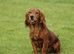 Working cocker spaniel