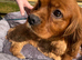 Cavapoo pups love homes only