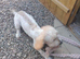 Cockapoo male for sale (5 month old)