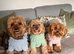 Looking for fun-loving puppies aged 6-8 weeks
