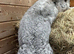 WE HAVE THE WORLDS BIGGEST BUNNIES
