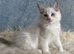 Beautiful Tica Register Kittens Ragdoll