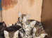 Tabby kittens