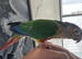 Beautiful Tame Conure – Fantastic Family Companion