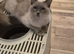 Female Ragdoll