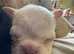 Longhair white frenchie