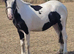 Welsh part bred filly
