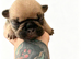 4 female french bulldogs puppies