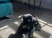 Borador dog Puppy
