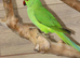 Baby Green Ring necks,5