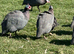 Guinea Fowl Eggs