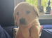 Goldador pups