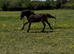 yearling colt connemara, brown/ chocolate dun