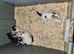 Kittens farm