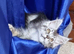 GCCF Pedigree Maine Coon Kittens for sale