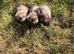 Micro ferrets / Micro crosses