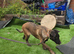 Belgium Shepherd puppies for sale