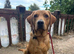 Labrador for stud, KC Registered
