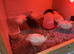 Beautiful white jumbo quail