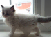 Beautiful Ragdoll Kittens