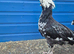 Free cockralls/roosters