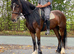 Sec D X (sports horse)