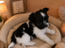 Very tiny Pomeranian boy