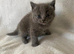 Ragdoll x Russian Blue babies