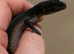Pure black night male leopard gecko