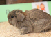 Plush lop & plush carriers
