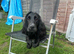 Female cocker spaniel