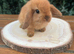 Pure Bred (7 w old) Mini Lop Babies