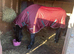 16yrs old stunning Fresian