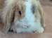 Mini lops ready