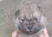 Chow chow puppies