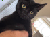 British shorthair kittens black