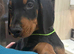 Dobermann Puppies For Sale